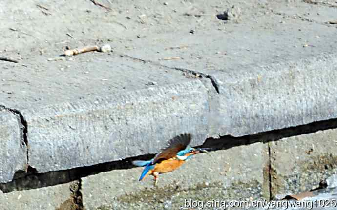 捕鱼全过程（纪实）