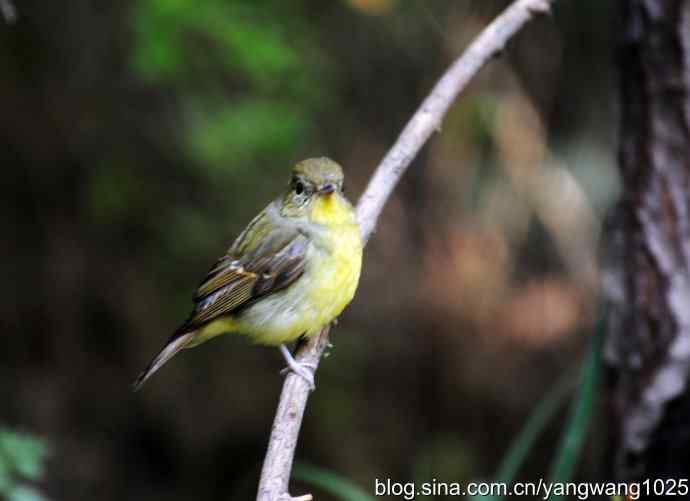雌性绿背姬鶲（1）