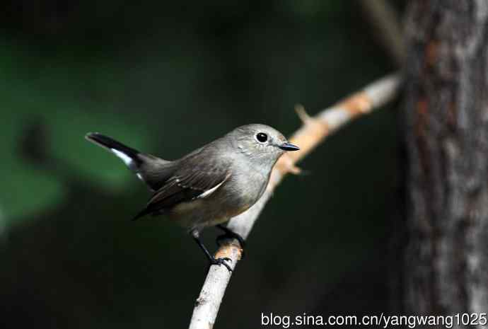 红喉姬鹟(20) 红喉姬鹟(20)