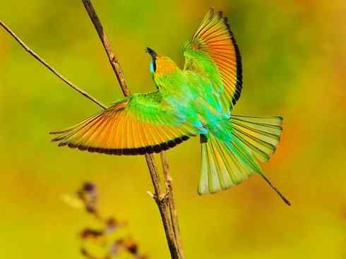 绝色攀禽：佛法僧目之蜂虎3