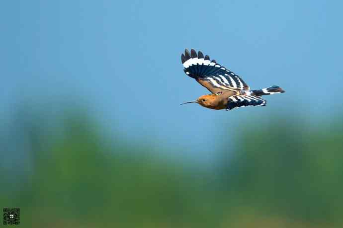 一组野鸭湖的小林鸟