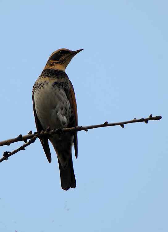 请教鸟的名字：树鹨、斑鸫
