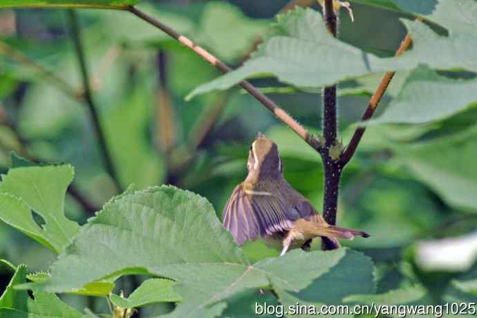 黄眉柳莺(25) 黄眉柳莺(25)