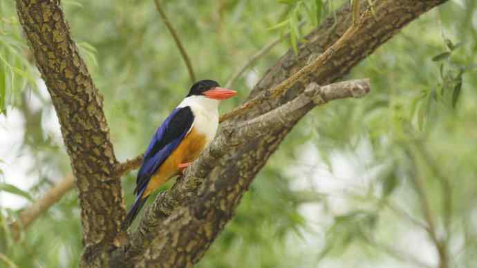 心仪已久的蓝妃