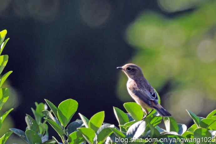黑喉石鵖鸟（1）