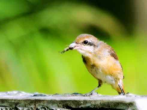 天生猎手：非猛禽类猎手之二（雀鸟也是屠夫——伯劳）