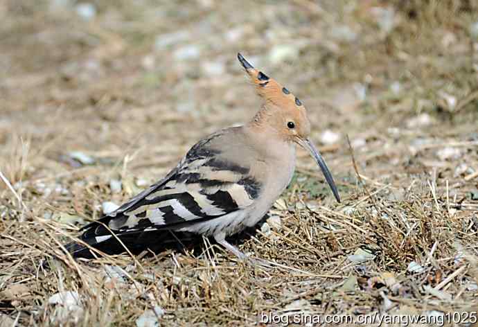 天坛公园又遇戴胜(觅食) 天坛公园又遇戴胜(觅食)