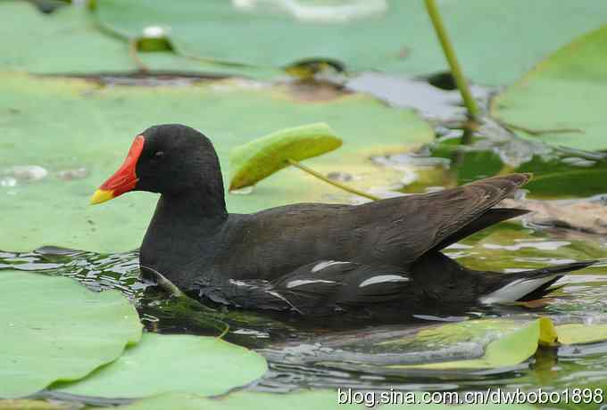 黑水鸡育雏 黑水鸡育雏