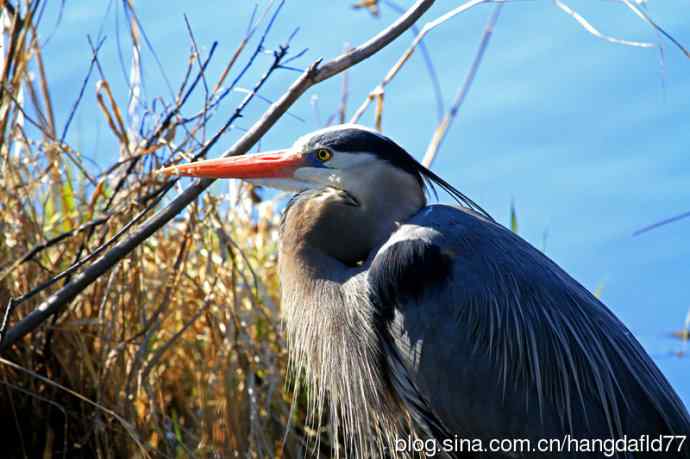 大蓝鹭(5) 大蓝鹭(5)