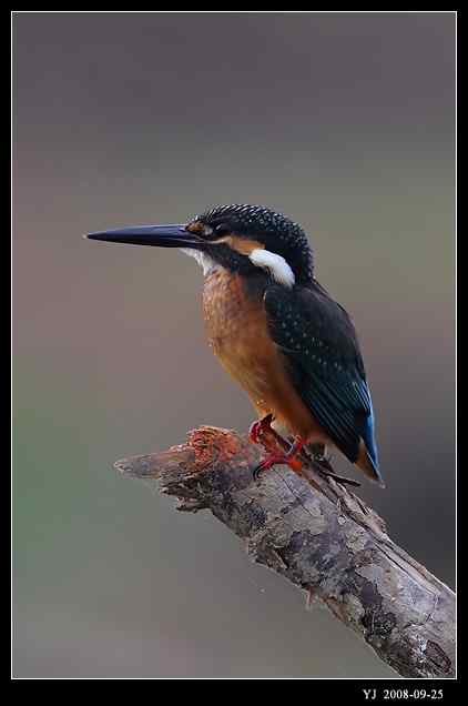 武汉观鸟会初级观鸟讲座[第8课]——水鸟识别入门