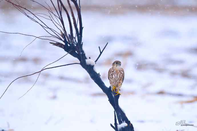 【野鸭湖的鸟】灰背隼