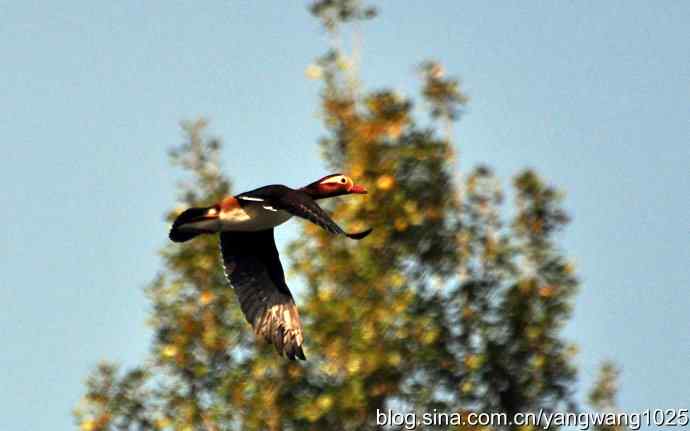 北京动物园的鸟类——鸳鸯飞得很高