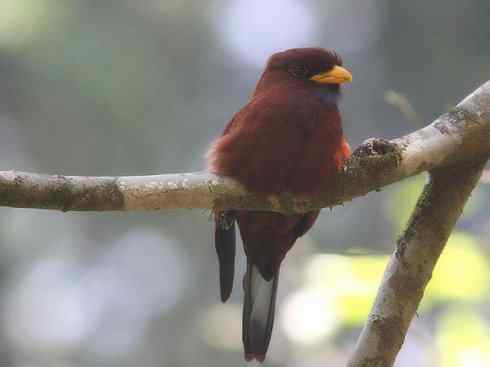 绝色攀禽：佛法僧目之三宝鸟