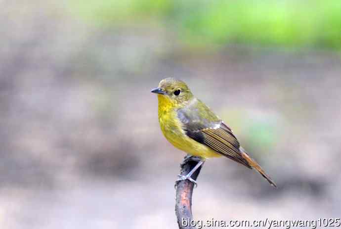 雌性绿背姬鶲（4）