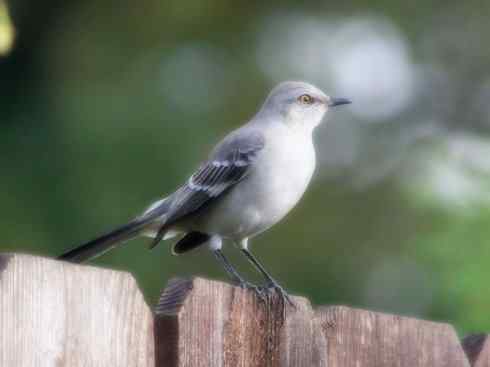 雀鸟也彪悍：别惹我（小嘲鸫）