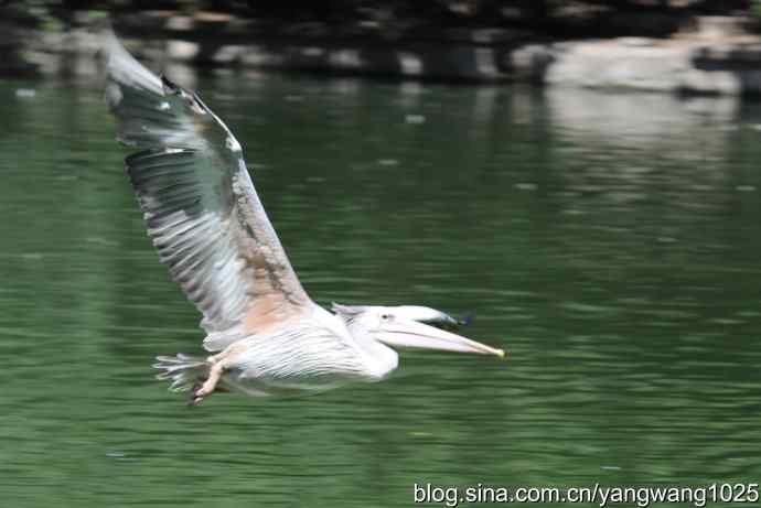 再拍大鹈鹕 wbr2