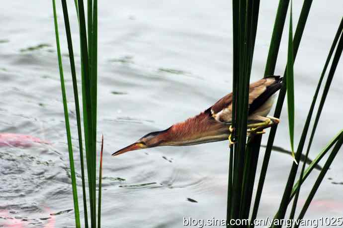 黄苇鳽捕鱼片段节选