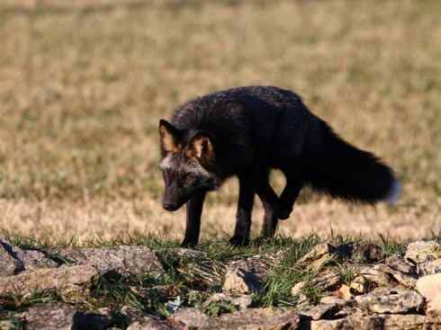 狈：传说的兽原型探秘（狐）