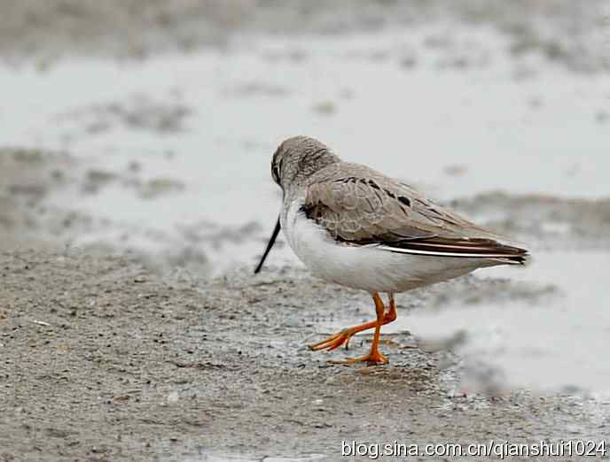来去匆匆翘嘴鹬