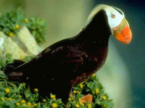 猎奇：奇特的鸟喙之七