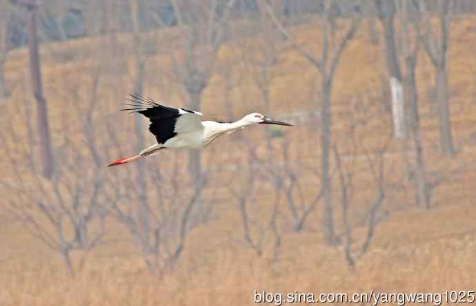 东方白鹳（3）