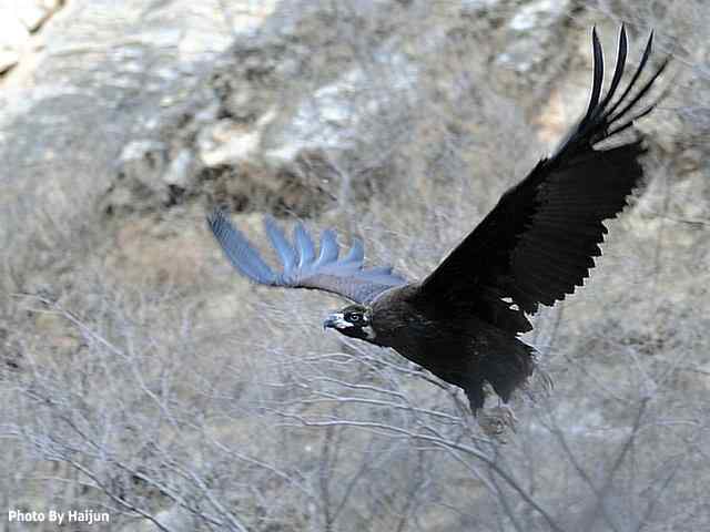 峡谷中 wbr. wbr沐浴阳光的秃鹫