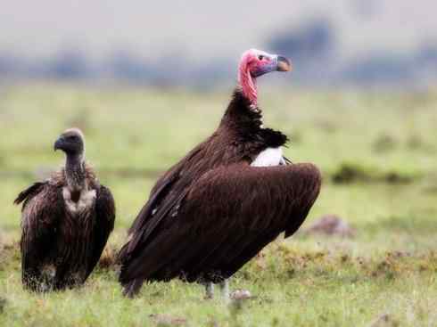 鸟类之最：高山兀鹫
