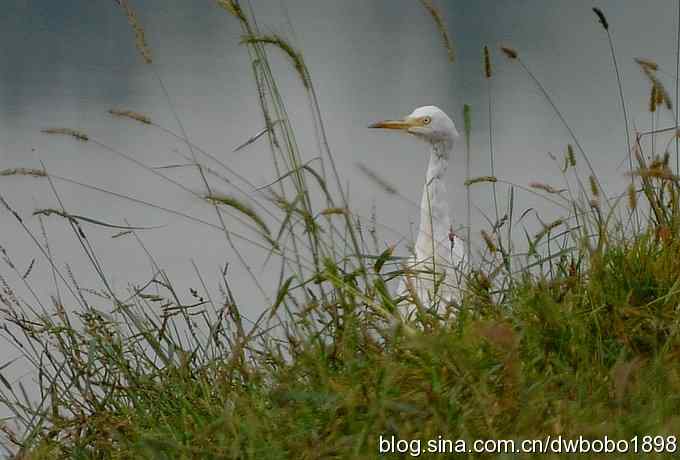 沙河水鸟乐拍 沙河水鸟乐拍