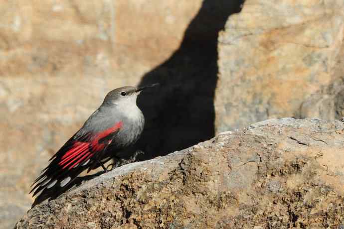 明星鸟鈥斺敽斐嵝谌