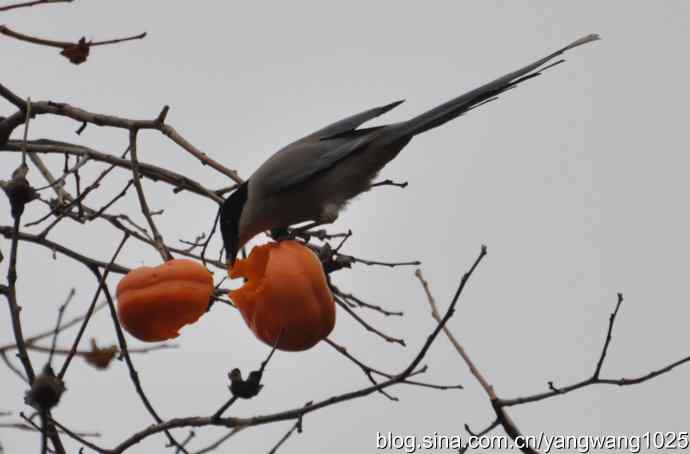 谁爱吃柿子？（喜鹊）