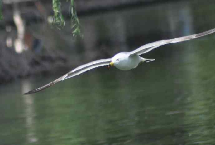海鸥与打架的鸿雁 海鸥与打架的鸿雁