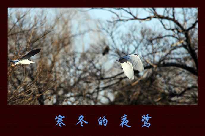 寒冬的夜鹭