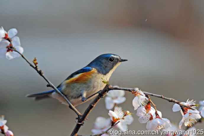 桃花与雄性红胁蓝尾鸲