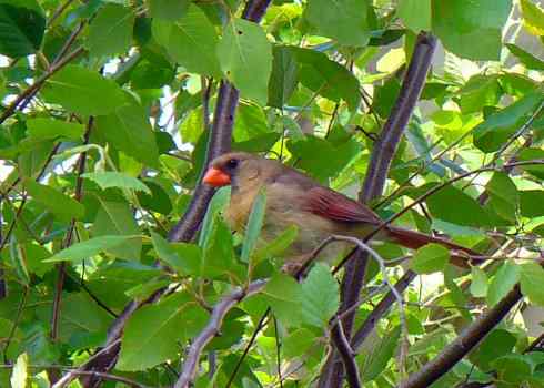 北美红雀出生记
