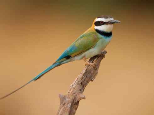 绝色攀禽：佛法僧目之蜂虎4