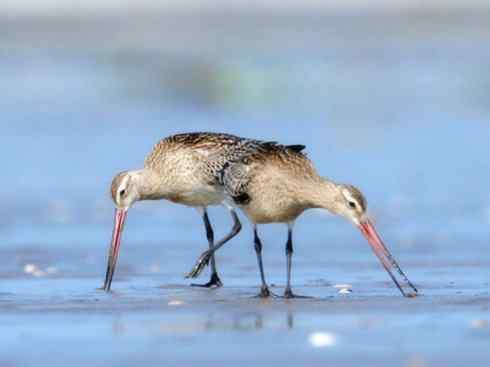 鸟类之最：斑尾滕鹬
