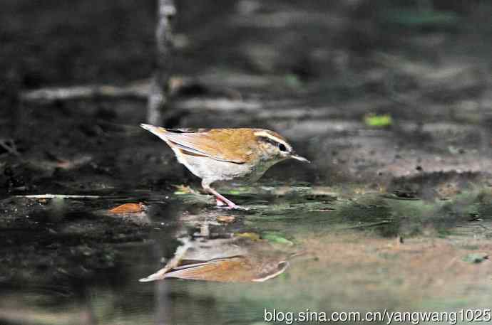 北京天坛公园的鸟类——鳞头树莺（1）