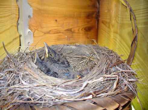 知更鸟（4）：又过了一个星期