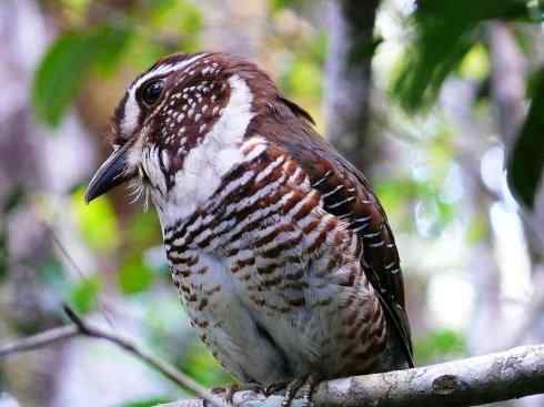 绝色攀禽：佛法僧目之地鴗