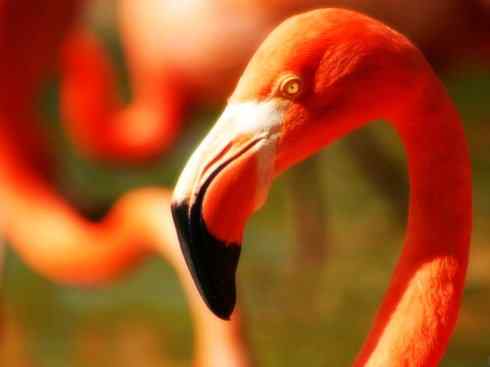 猎奇：十大奇异鸟类之二（极乐鸟、火烈鸟、猴面鹰）