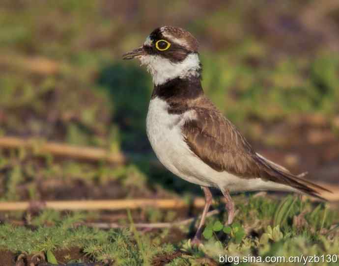 我不是一个好鸟人（组图，21张图片）