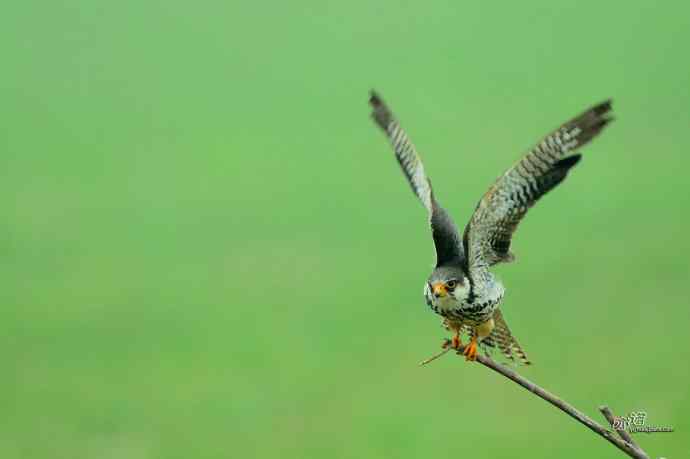野鸭湖：抓拍阿穆尔隼起飞