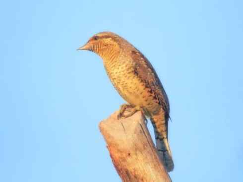 动物世界：山寨还是原创之五