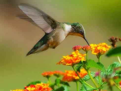 雀鸟也彪悍：别拿豆包不当干粮（蜂鸟）