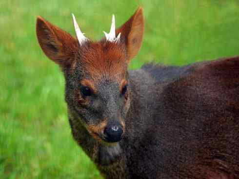 麒麟：传说的兽原型探秘（白尾鹿）