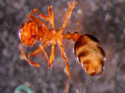 十大喜食蜂蜜动物：法老蚁