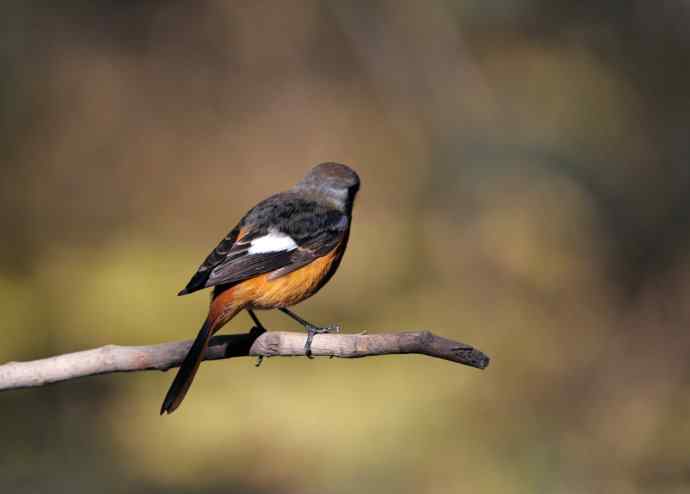 雄性北红尾鸲（7）