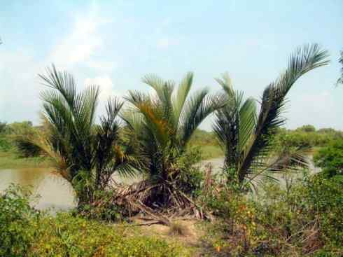 鱼类活化石：月眼鱼