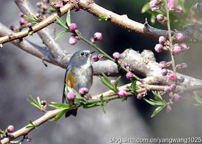 洗浴与梳理（纪实）
