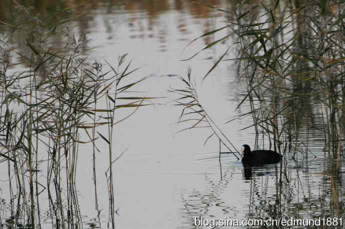 崇明东滩湿地公园十一月鸟况-望远镜打鸟